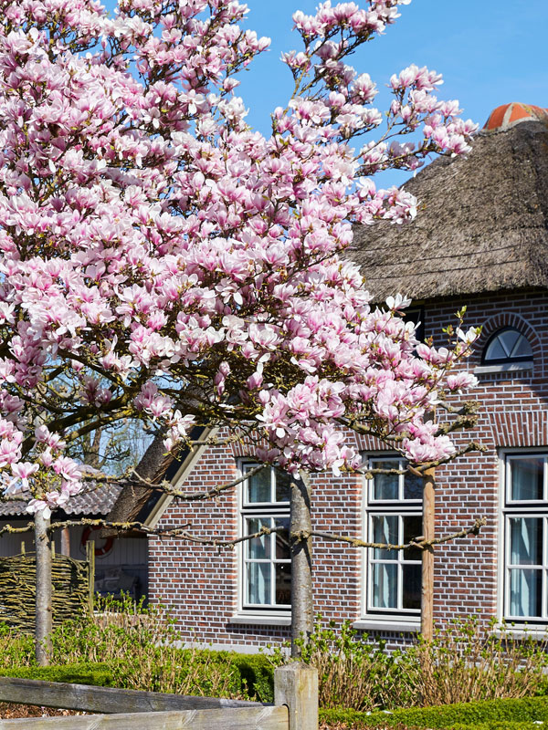 Aan de voorkant van een huis geven bomen zowel privacy als prachtige bloesem en bladeren