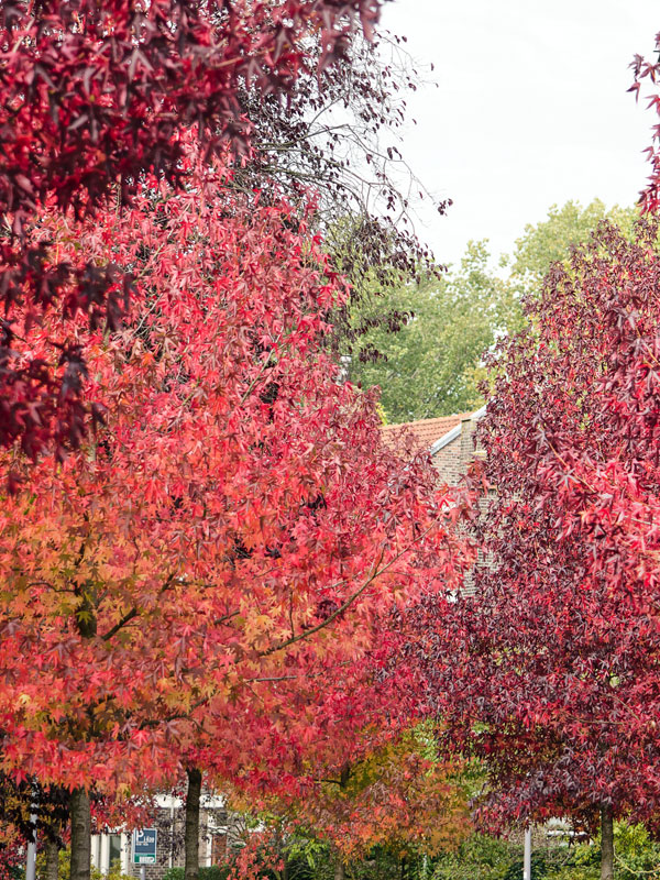 In deze tuin geven de bladeren van diverse soorten bomen een ware pracht aan herfstkleuren