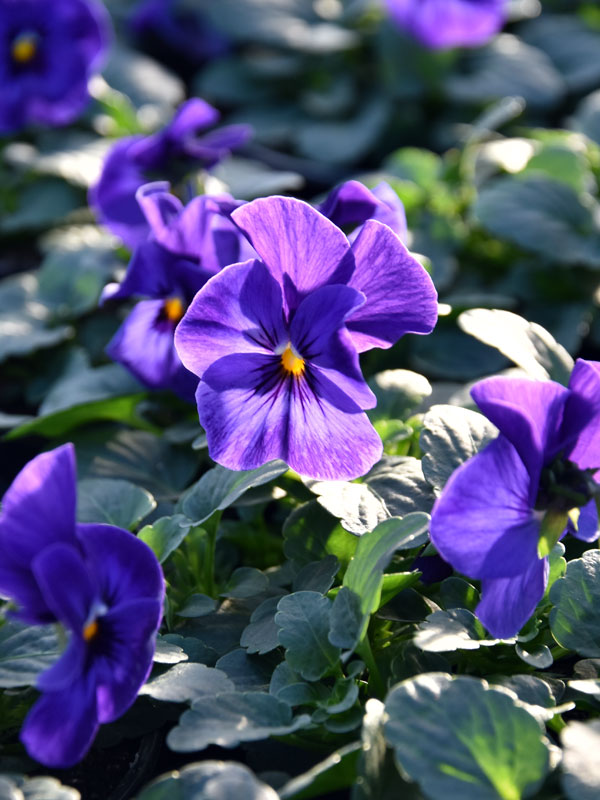 Violen Kopen Bij Tuinplantenwinkel.nl | Tuinplantenwinkel.nl