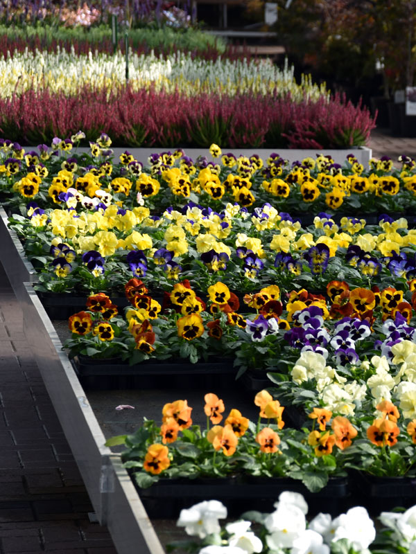 In planten- en bomencentrum Neutkens te Knegsel zijn diverse soorten grootbloemige en kleinbloemige violen te koop