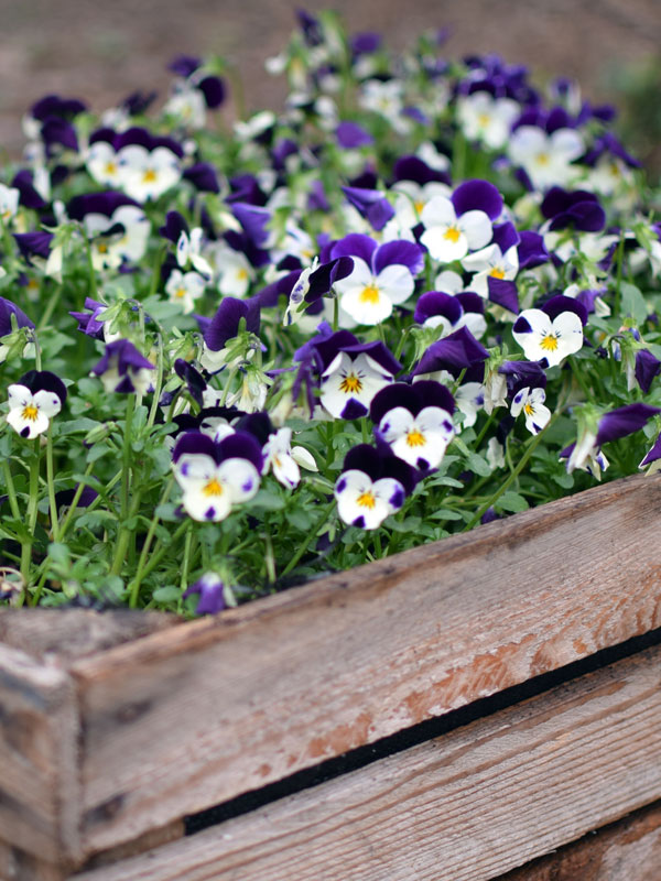 Sommige soorten violen zijn meerkleurig en staan prachtig in bakken en potten op balkon of terras