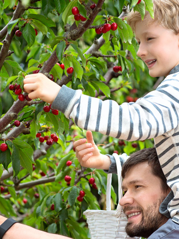 Het plukken en proeven van de vruchten van fruitbomen is een feest voor jong en oud