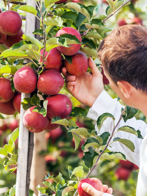 Appelbomen worden in verschillende soorten en maten aangeboden op Tuinplantenwinkel.nl. Zo zijn er bijvoorbeeld handappels, sterappels en moesappels.