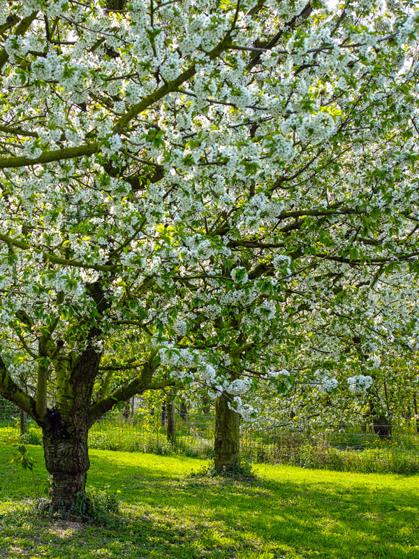 In deze tuin geven fruitbomen in het voorjaar prachtige bloesem