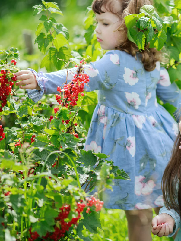 Een rode aalbesstruik, ofwel Ribes rubrum, geeft in de zomer friszure vruchten die een ware lekkernij zijn voor jong en oud