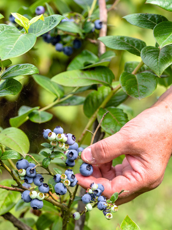 De blauwe bes is een kleinfruit plant die gezonde vitaminerijke vruchten geeft
