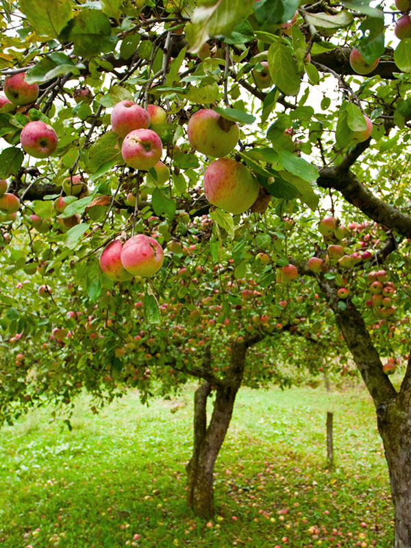 In deze fruitboomgaard zorgen appelbomen voor een kleurrijk geheel