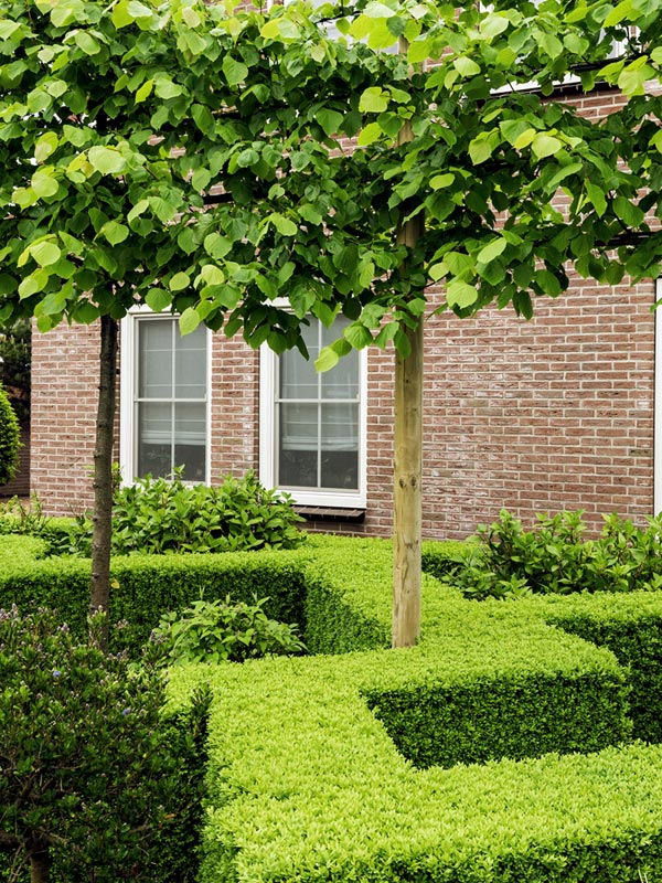 Ook in de moderne tuinarchitectuur wordt dankbaar gebruik gemaakt van de buxus