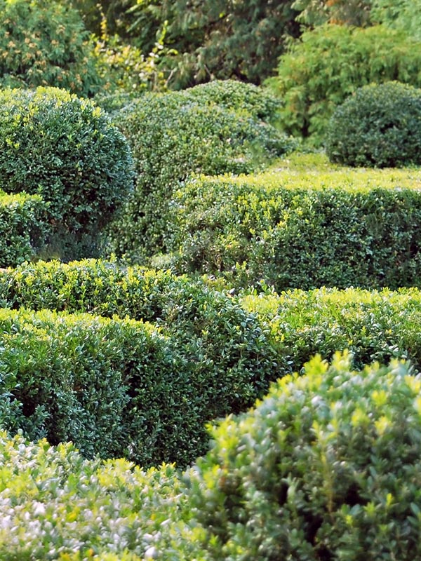 Buxus is altijd groen en geeft dus het hele jaar door kleur aan de tuin.
