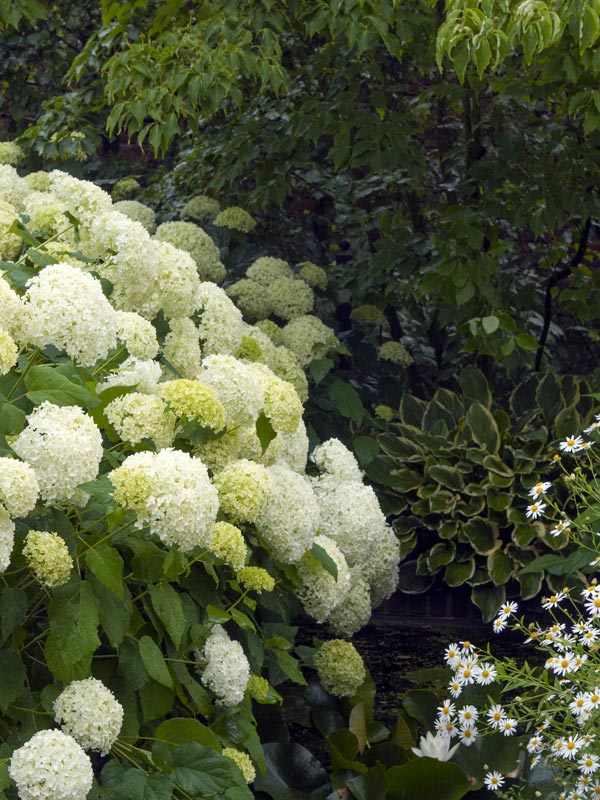 De Annabelle-hortensia of hortensia 'annabelle' is een bekende soort die met enorm grote witte bloemtrossen menig tuin siert