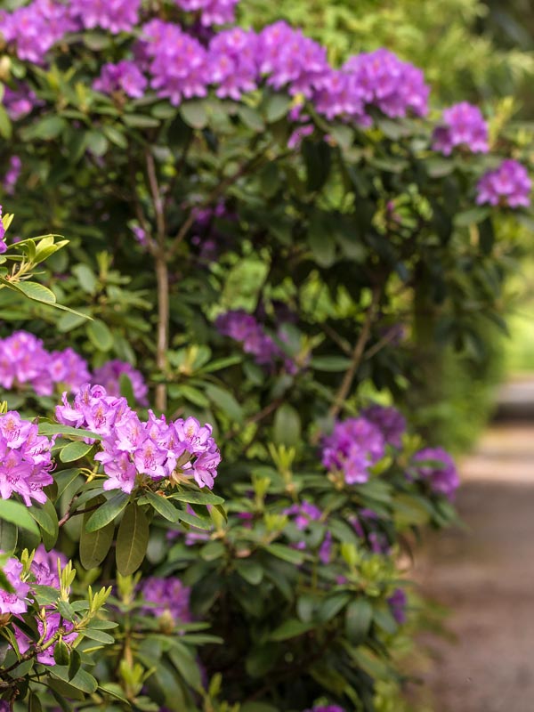 De meest klassieke Rhododendron is deze Rhododendron catawbiense 'Grandiflorum' met zijn paarse bloemen