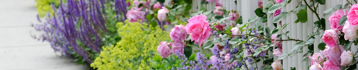 Struikrozen | Tuinplantenwinkel.nl