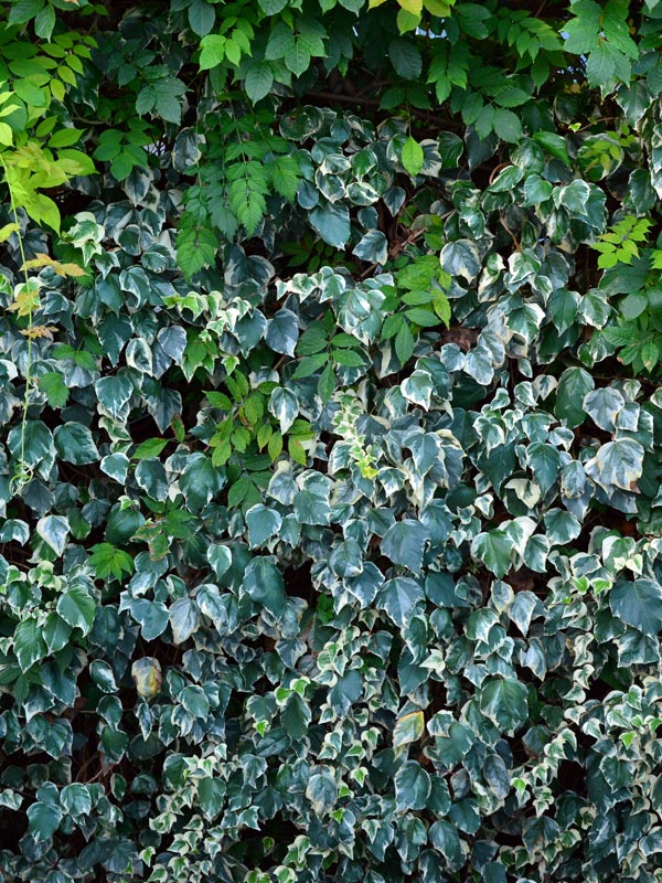 Bij deze groene wand geeft de kleur van de bladeren van de klimop een speels effect