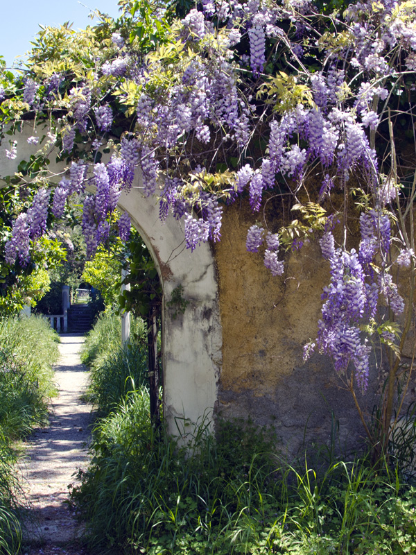 De Wisteria zorgt voor de bedekking van een muur met kleurrijke bloemen