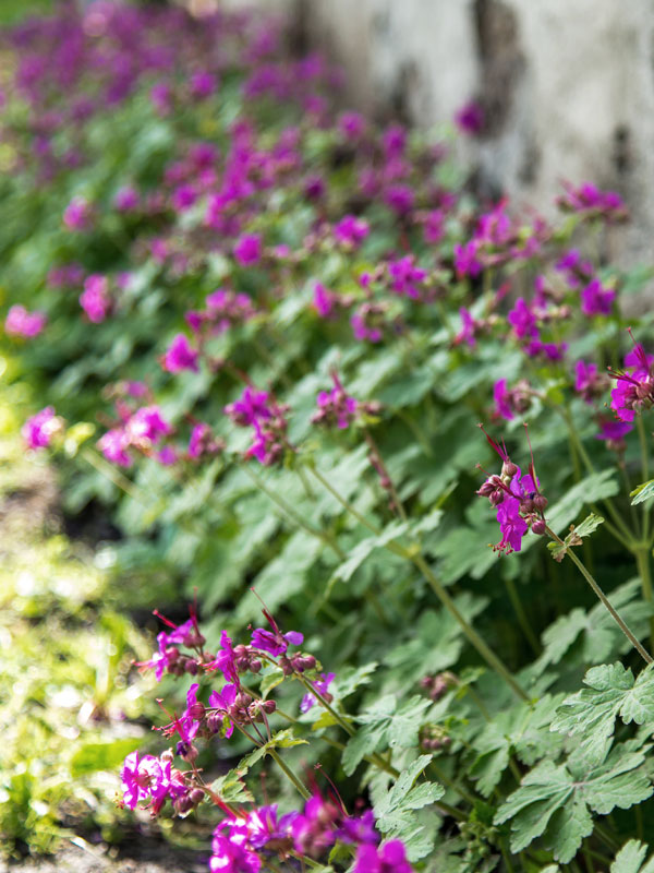 Langs een smalle rand zorgt deze Geranium macrorrhizum voor kleur